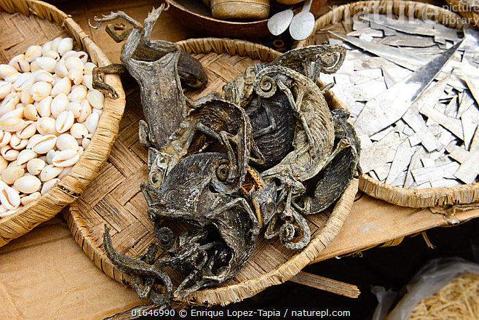Dry Chameleon (Oga Gibigbe)