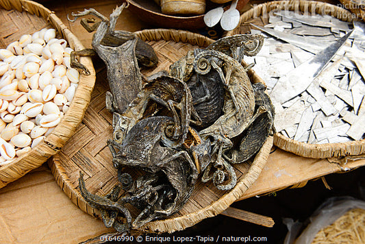 Dry Chameleon (Oga Gibigbe)