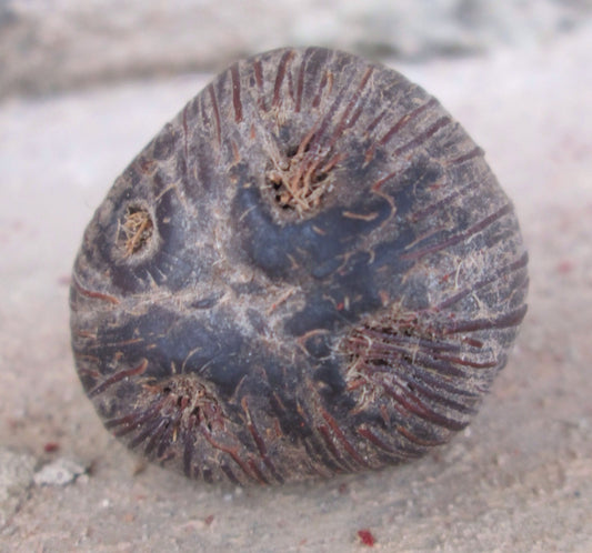 Ikin Seeds