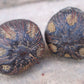 Ikin Seeds