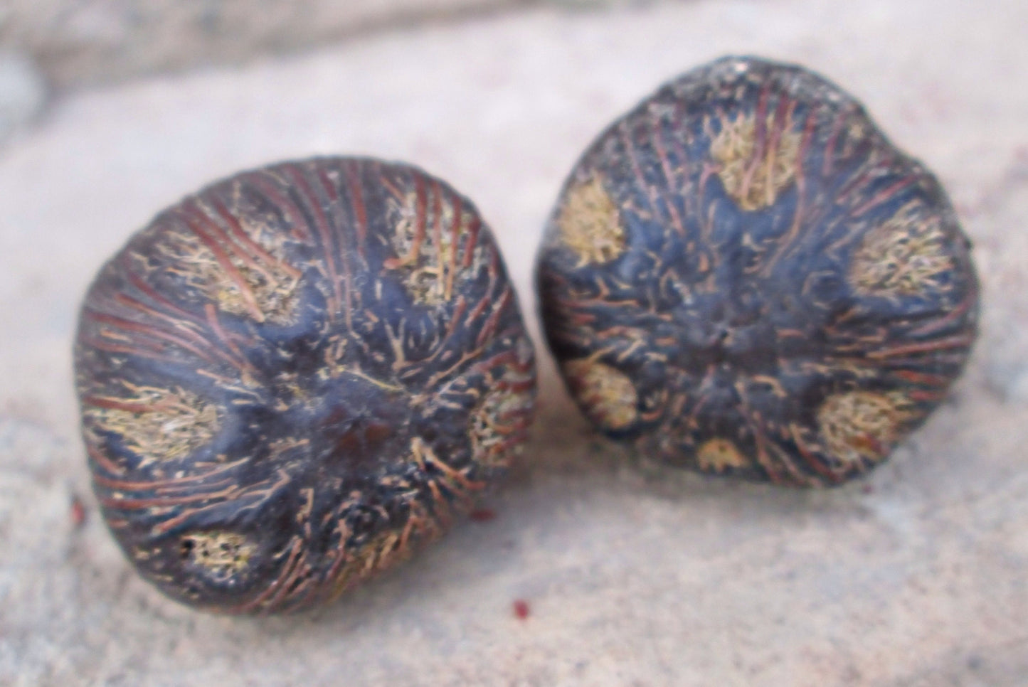 Ikin Seeds