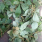 Ewe (Herbs)